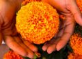 Flores De Muerto