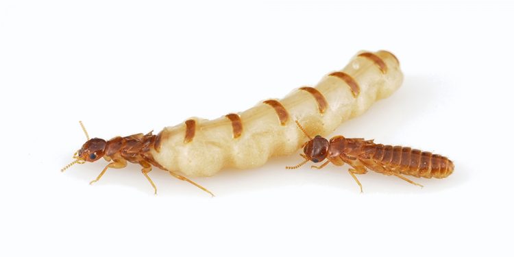 Termite Queen