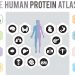 Human Protein Atlas