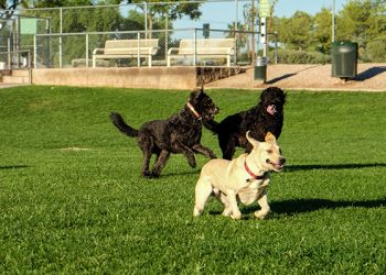 Dog Park Near Me