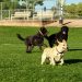 Dog Park Near Me