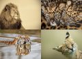 The Art Of The Zoo