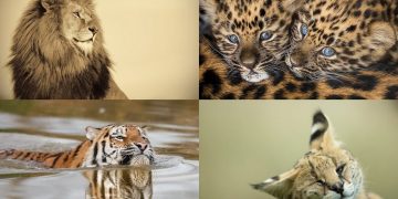 The Art Of The Zoo