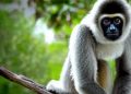 5120x1440p 329 gibbon images