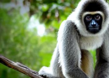 5120x1440p 329 gibbon images