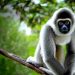 5120x1440p 329 gibbon images