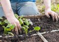 Raised Bed