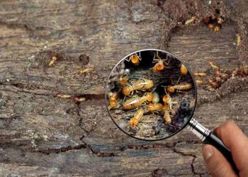 Termite Infestations