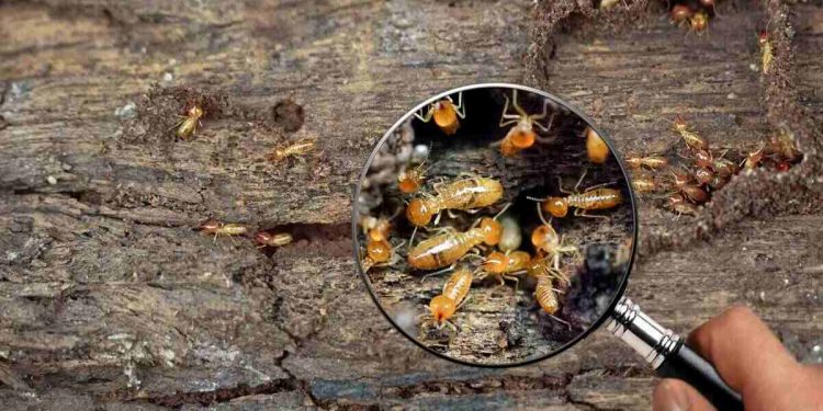 Termite Infestations
