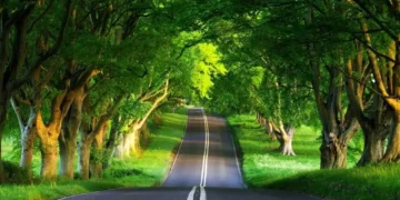 Trees