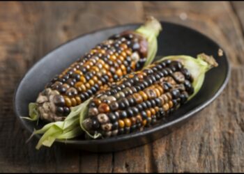 How Does Huitlacoche Animal Affect the Nutritional Value of Corn