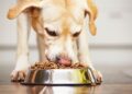 MWPFSettlement.com Essential Info for Affected Pet Owners