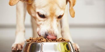 MWPFSettlement.com Essential Info for Affected Pet Owners