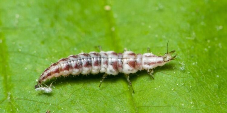 Innovative Approaches to Pest Control Modern Strategies for a Pest-Free Environment