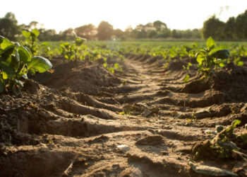 The Role of Grass in Preventing Soil Erosion