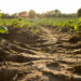 The Role of Grass in Preventing Soil Erosion