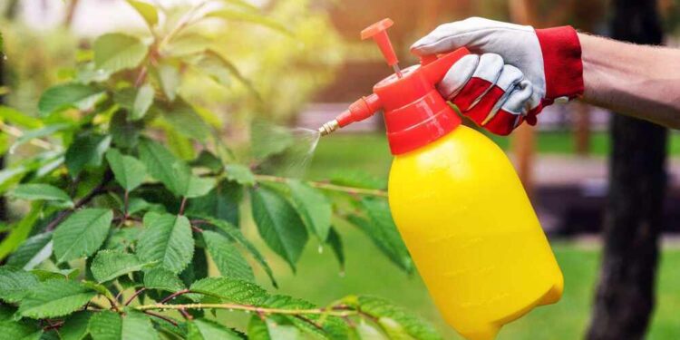 What Bed Weed Control Can Do For You