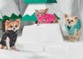 The Rise of Dog Hoodies for Humans A Trend That Is All About the Love Pets Have for Their Owners