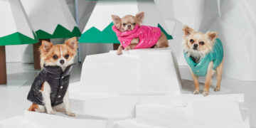 The Rise of Dog Hoodies for Humans A Trend That Is All About the Love Pets Have for Their Owners
