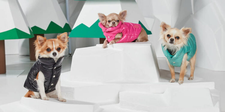 The Rise of Dog Hoodies for Humans A Trend That Is All About the Love Pets Have for Their Owners