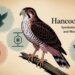 Hancock Bird Symbolism, Origins, and Modern Meaning