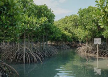 Mangrove 937 Explained What It Means, Where It’s Used, and Why It’s Trending