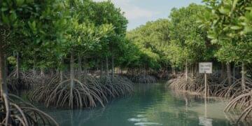 Mangrove 937 Explained What It Means, Where It’s Used, and Why It’s Trending